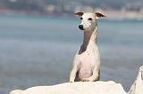 WHIPPET 030